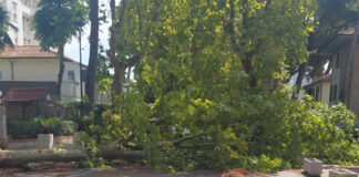 Salviamo i pini di Lido di Savio e Ravenna: “Alla luce del disastro abbattutosi su Cervia a Milano Marittima, riteniamo doveroso porre alcune considerazioni”