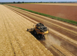 Cereali. Raccolto in calo del 24.5%. Cab: “Qualità eccellente ma prezzi inadeguati”