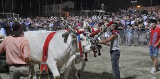 Cotignola: quattro giornate con le tradizioni contadine della Sfujareja