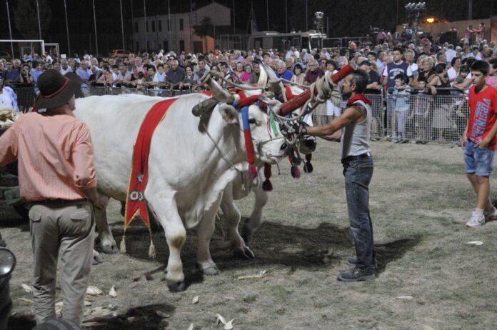 La Sfujareja a Cotignola (1)