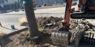 Pini Lido di Savio. Ancisi: “Scarico di responsabilità fra tecnico e Comune”. Nuovo presidio