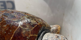 La tartaruga Cervia sarà liberata il 7 agosto e dotata di GPS per seguirne gli spostamenti