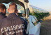 Lavoro nero e mancata sicurezza: sospesa un’attività agricola, denunciati due imprenditori