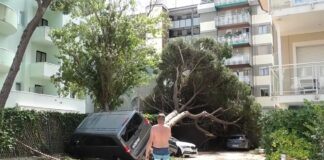 Pini caduti, il sindaco: “Senza di loro Milano Marittima non esisterebbe, non possiamo farne a meno”