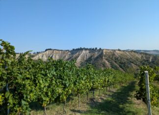 Vendemmia: “Ci aspettiamo vini più freschi e più profumati rispetto al 2024”