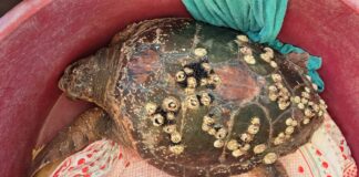 Nuova vita per la tartaruga Yan: dopo le cure, verrà rilasciata all’alba