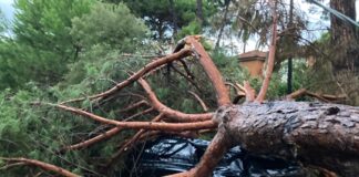 Tromba d’aria a Milano Marittima: pini abbattuti e strade allagate