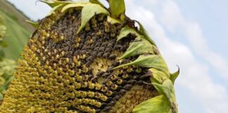 Coltivazioni di girasole e mais devastate da invasioni di colombacci e tortore