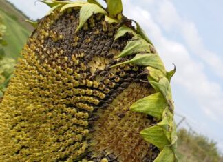 Coltivazioni di girasole e mais devastate da invasioni di colombacci e tortore