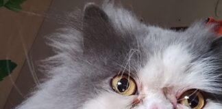 Punta Marina: Appello è scomparso un gatto persiano di nome Buddy (pronunciato Baddi)