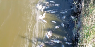 Moria di pesci alla Piallassa Baiona