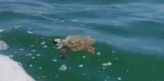 Cestha: “Nessun collegamento fra il rigassificatore e la tartaruga trovata in difficoltà nella acque di Punta Marina”