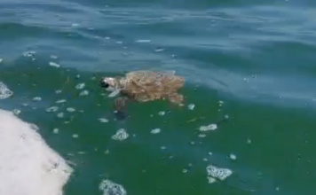 Tartaruga marina recuperata in pessime condizioni a Punta Marina