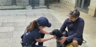 Cane trovato abbandonato e in gravi condizioni: viveva tra i suoi escrementi