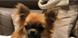 Ladri entrano in casa e rubano anche il cane. L’animale viene ritrovato grazie al tam-tam su social e chat