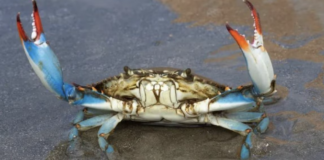 Arpae: Insolita presenza di granchi blu vicino a riva