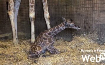 Safari Ravenna: un’estate all’insegna di nuove nascite!