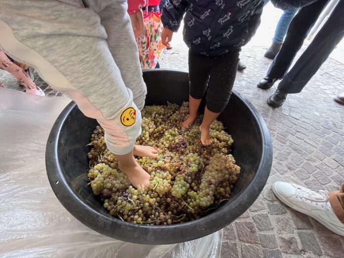 vendemmia bimbi