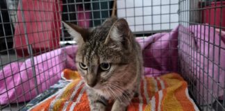 Ravenna, incendio alla Versalis: gatta salvata dai volontari dell’Enpa