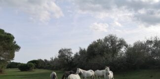 In bicicletta al tramonto tra fenicotteri e cavalli: gli appuntamenti del tour a Boscoforte per il mese di novembre
