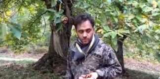 Castagne, campagna positiva per l’alta collina faentina