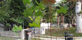 Lugo: i platani abbattuti di viale Masi «rinascono» grazie al mantenimento dei nuovi polloni