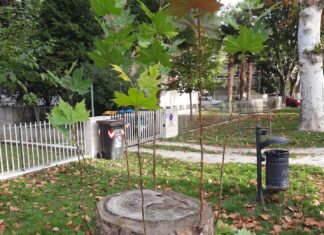 Lugo: i platani abbattuti di viale Masi «rinascono» grazie al mantenimento dei nuovi polloni