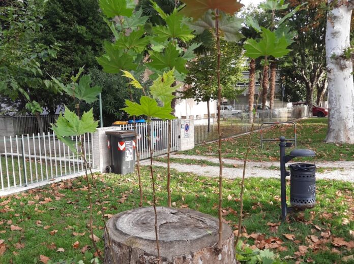 I polloni dei platani di viale Masi (4)