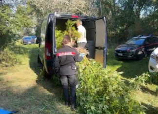 Piantagione di marijuana in un casolare: sequestrati anche 11 mila euro e cocaina pronta allo spaccio