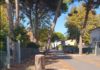 Lettera di protesta per gli alberi abbattuti in viale Zara a Marina di Ravenna