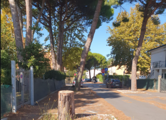 Lettera di protesta per gli alberi abbattuti in viale Zara a Marina di Ravenna