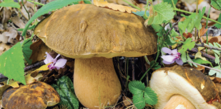 Lugo: È tutto pronto per la 43a Mostra del Fungo