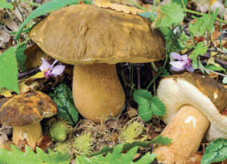 Lugo: È tutto pronto per la 43a Mostra del Fungo