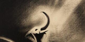 Mostra di Antonio Bertoni a Bottega Bertaccini