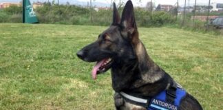 Grandi – Zaffagnini (FdI). “Comune di Ravenna: no contributi regionali, niente cane antidroga”