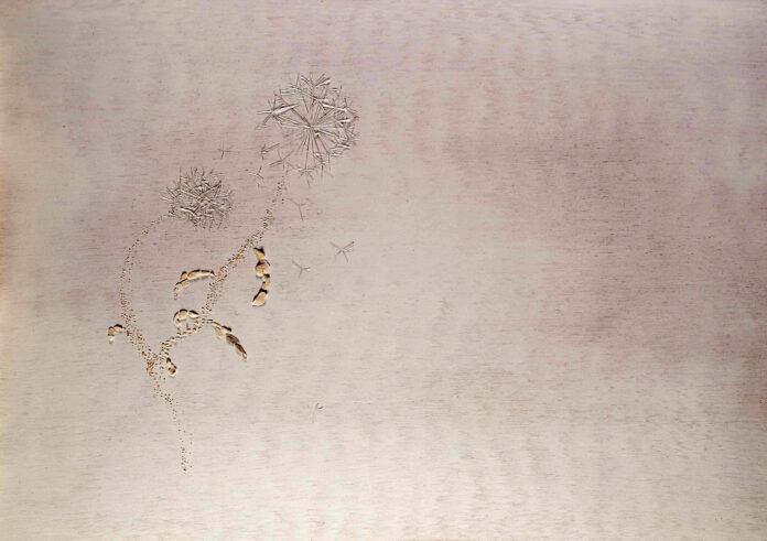 card social policicchio