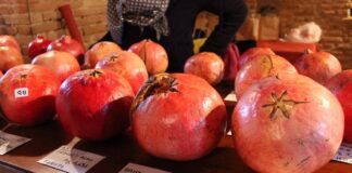 A Oriolo dei Fichi sapori antichi e tradizioni agricole con “Grani e melograni”