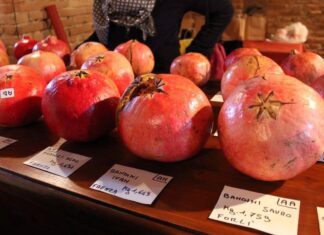 A Oriolo dei Fichi sapori antichi e tradizioni agricole con “Grani e melograni”