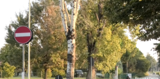 Presidio in via Cimatti per evitare l’abbattimento dell’ultimo pioppo: presentata una diffida