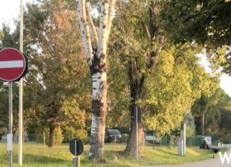 Presidio in via Cimatti per evitare l’abbattimento dell’ultimo pioppo: presentata una diffida