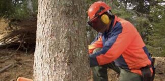 Via Cimatti, al via il taglio e la sostituzione del filare di Pioppi bianchi: scelta necessaria per la sicurezza