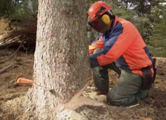 Via Cimatti, al via il taglio e la sostituzione del filare di Pioppi bianchi: scelta necessaria per la sicurezza
