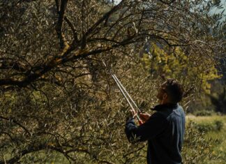 Camminata tra gli Olivi con CAB Terra di Brisighella