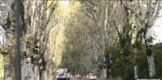 Via Cimatti: iniziati gli abbattimenti dei 30 pioppi
