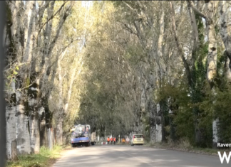 Via Cimatti: iniziati gli abbattimenti dei 30 pioppi