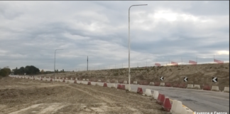 Alberi di via Cimatti: conclusi i lavori, non si fermano le polemiche