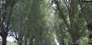 Via Cimatti: lunedì presidio contro l’abbattimento degli alberi