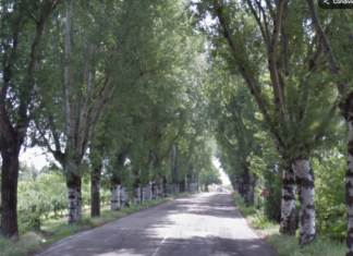 Via Cimatti: lunedì presidio contro l’abbattimento degli alberi