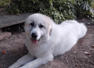 Si cerca una casa per Zeus: era il cane del consigliere comunale Gianfranco Rambelli