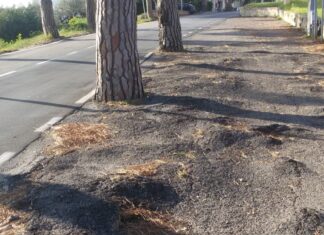 Strade, approvato un progetto per la bonifica da radici a Lido Adriano e a Lido di Dante